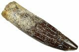 Fossil Sauropod Dinosaur (Titanosaur) Tooth - Morocco #297354-1